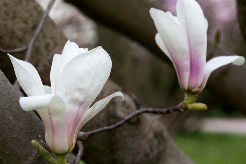 Magnolienhain im Park Schoental-25