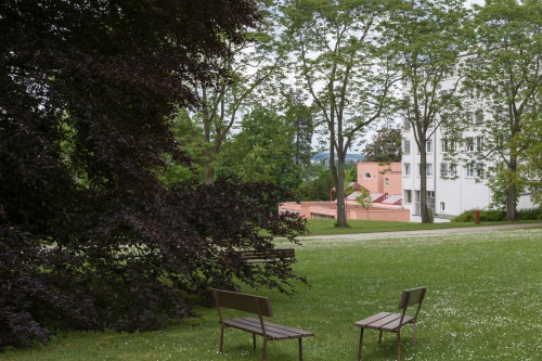 Blut-Buche (Fagus sylvatica L.)-2-2