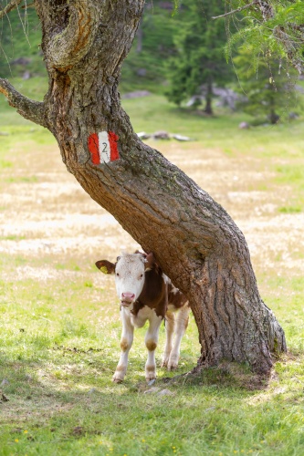 Vergrößern Kalb an Laerche