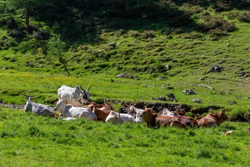 Vergrößern Liegewiese mit Rindern