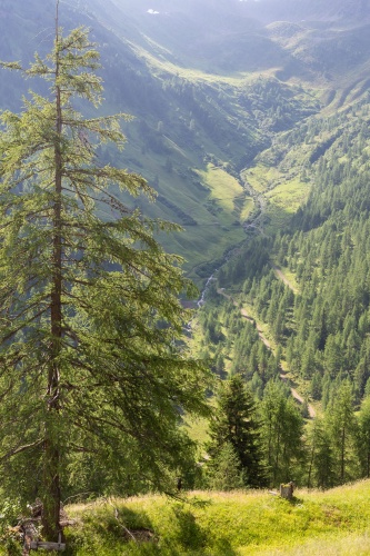 Vergrößern Laerche vor Seitental