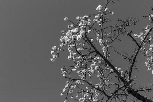Weiss vor Blau - 2