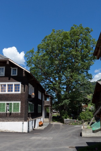 Bergahorn als Dorfwaechter