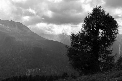 Laerche am Hang des Binner Galen