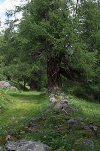 Laerche am Wanderweg