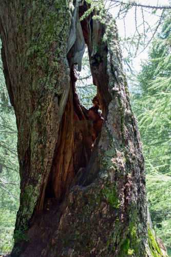 Hohle Laerche in Obergesteln-12