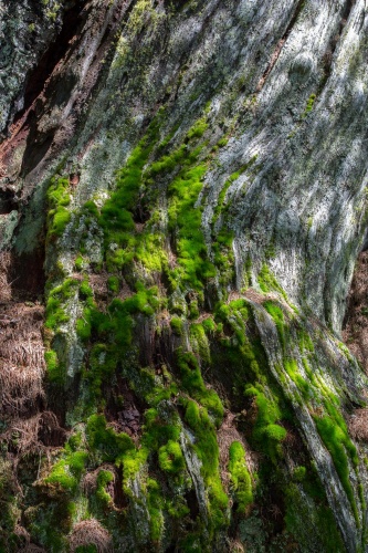 Hohle Laerche in Obergesteln-13
