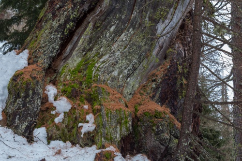 Hohle Laerche in Obergesteln-5