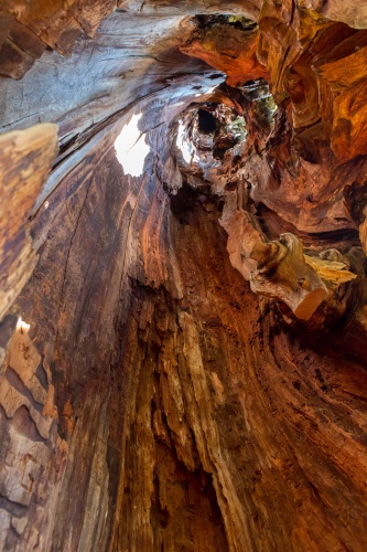 Hohle Laerche in Obergesteln-7