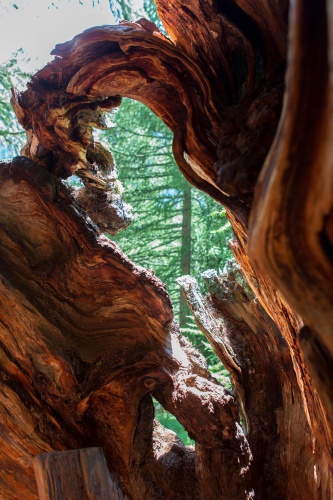 Hohle Laerche in Obergesteln-9