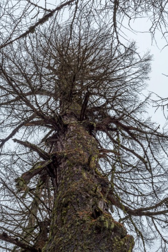 Hohle Laerche in Obergesteln