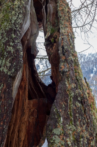 Hohle Laerche in Obergesteln-4