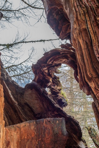 Hohle Laerche in Obergesteln-5