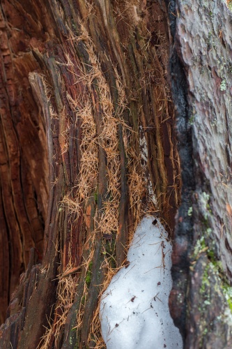 Hohle Laerche in Obergesteln-6