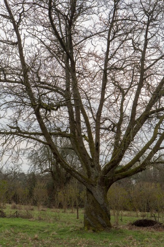 Vergrößern Dreh-Speierling Habitus