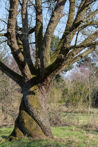 Vergrößern Dreh-Speierling Kronenansatz