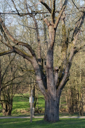 Vergrößern Speierling Blick zum Sulzbachach