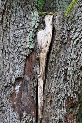 Vergrößern Speierling mit Schaden am Stamm