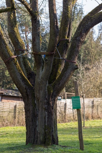 Vergrößern Speierling vom Bach aus