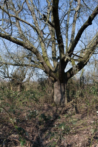 Vergrößern Speierling mit Brombeere