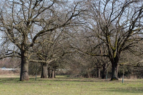 Speierlinge in Reih und Glied