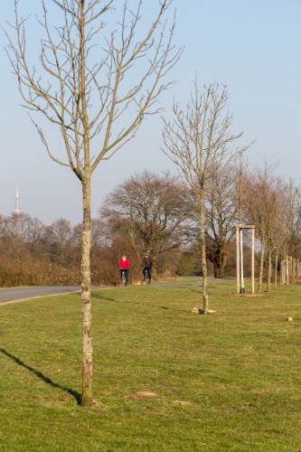 Vergrößern Junge Speierling