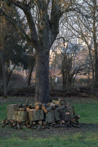 Vergrößern Zwei Speierlinge