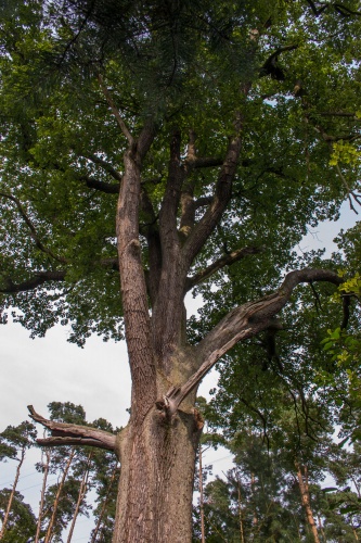 Stieleiche (Quercus robur)