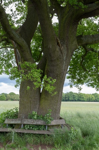 Huteeiche im Wiesengrud-5