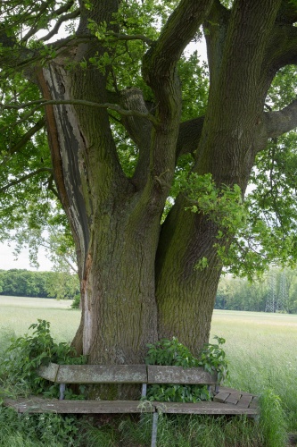 Huteeiche im Wiesengrud-7