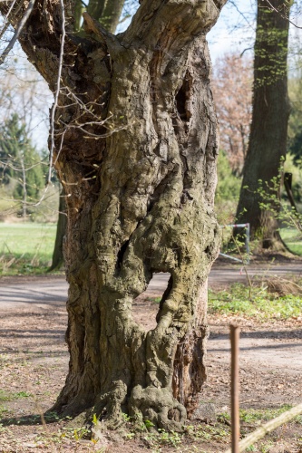 Schneitelbuche im Wald in Sprendlingen - Stamm mit Durchblick