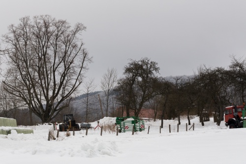 Reste Lindenallee Baum 1