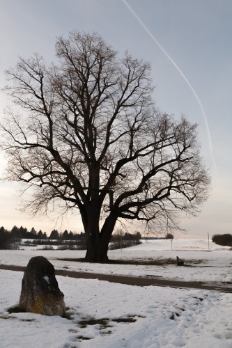 Linden auf dem Galgenberg in Hayingen