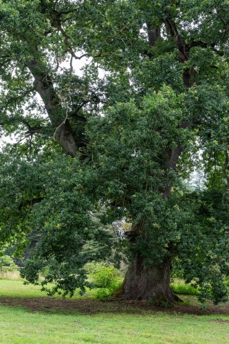 Maechtige Eiche im Schlosspark Gladow 03
