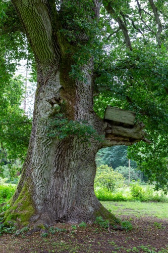 Maechtige Eiche im Schlosspark Gladow 04