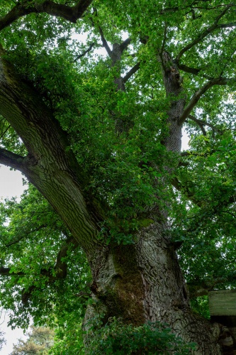 Maechtige Eiche im Schlosspark Gladow 05